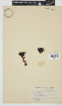 Ahnfeltiopsis glomerata image