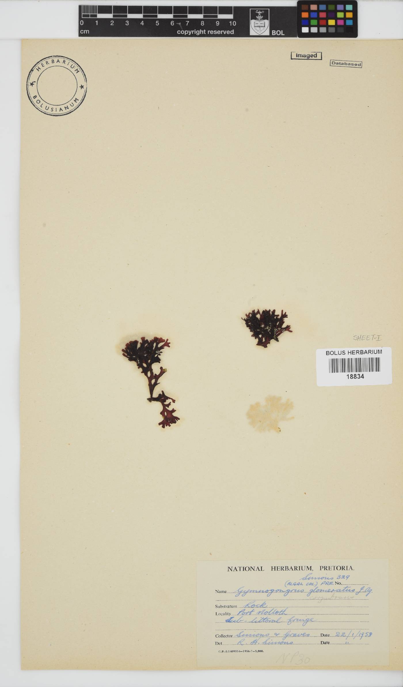 Ahnfeltiopsis glomerata image