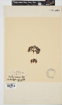 Ahnfeltiopsis glomerata image