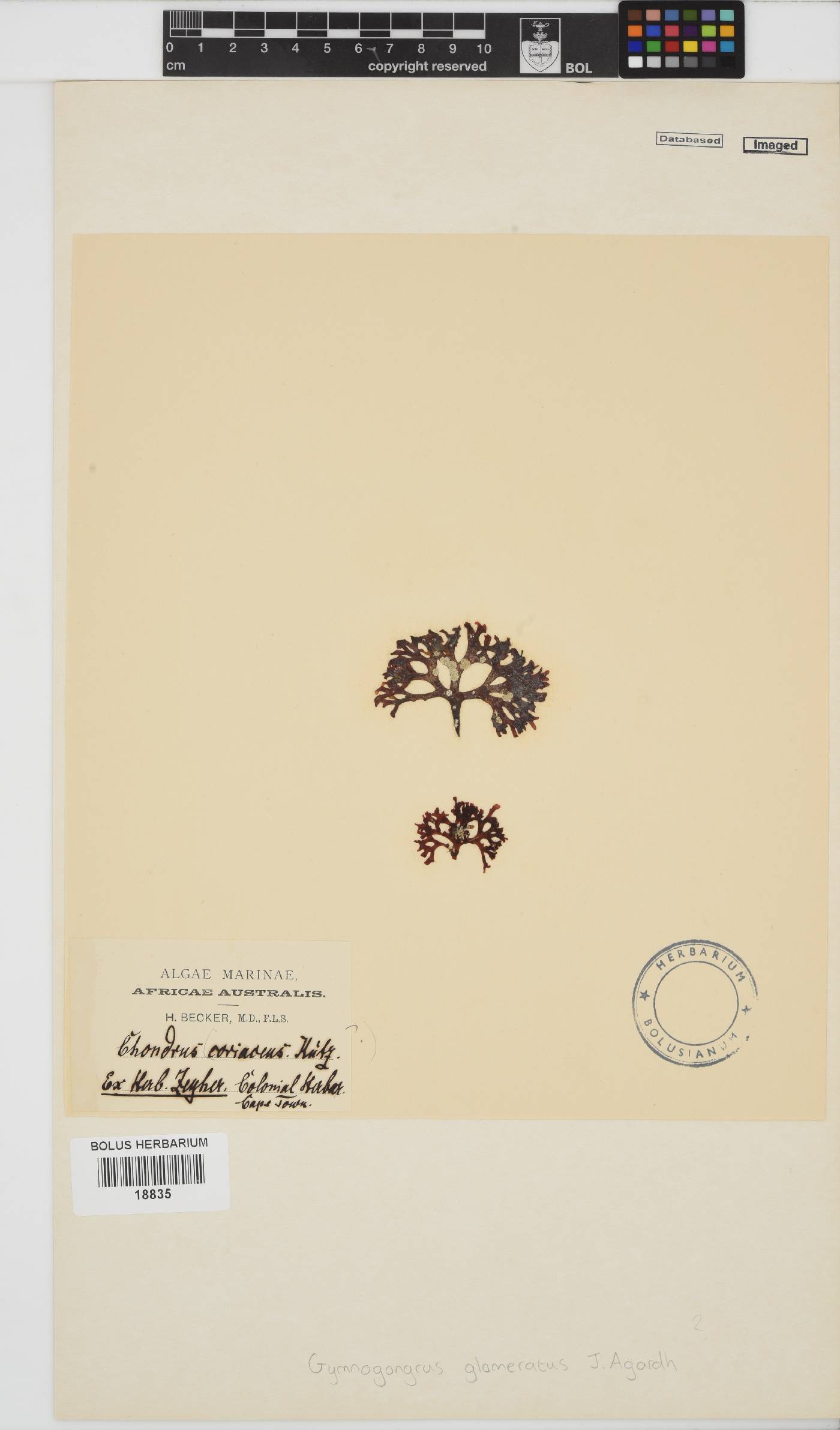 Ahnfeltiopsis glomerata image