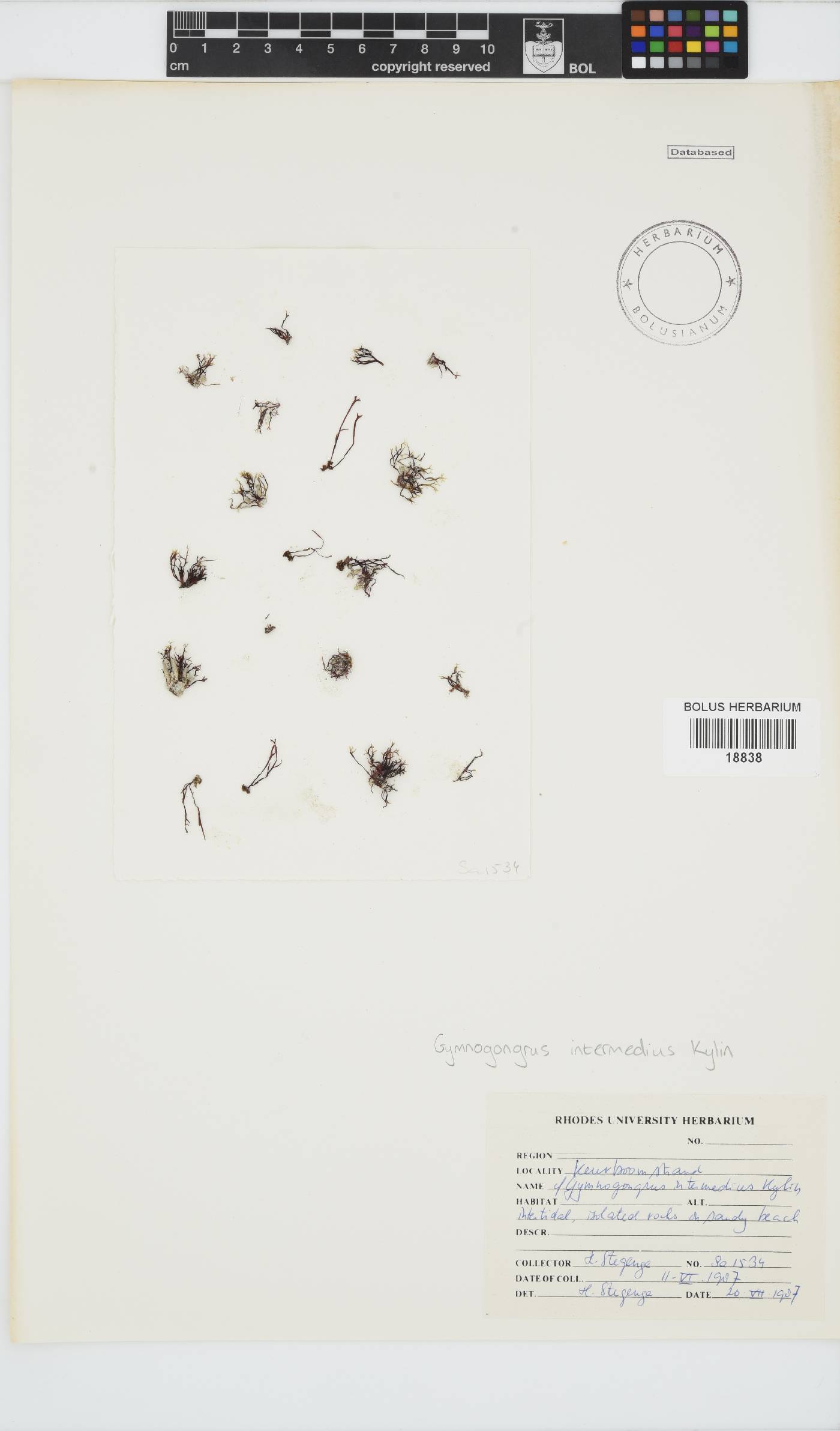 Ahnfeltiopsis intermedia image