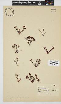 Ahnfeltiopsis intermedia image