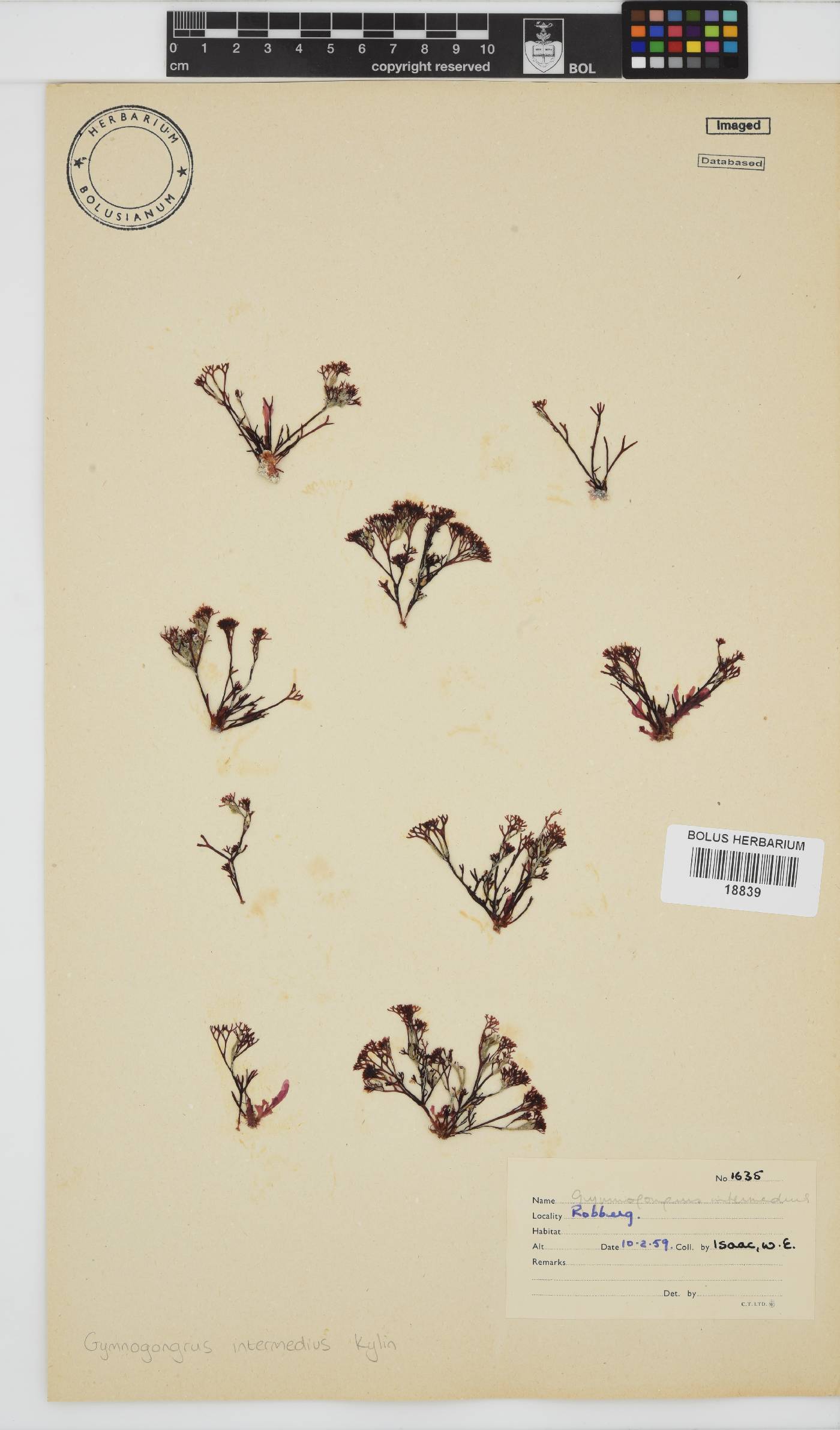 Ahnfeltiopsis intermedia image