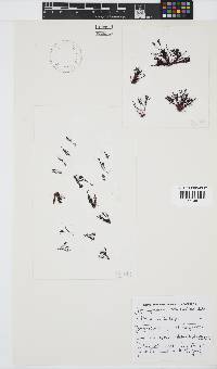 Ahnfeltiopsis intermedia image