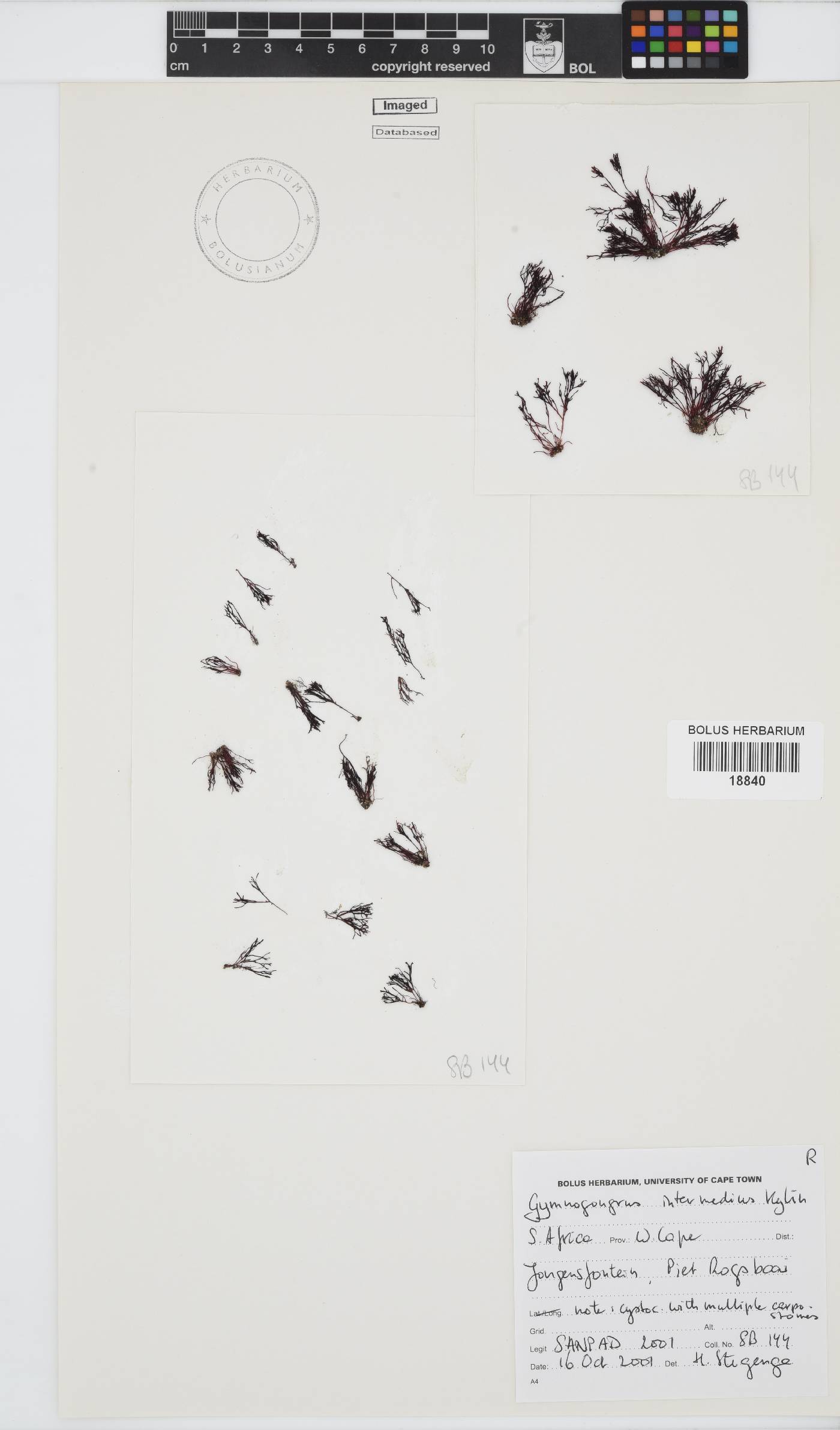 Ahnfeltiopsis intermedia image