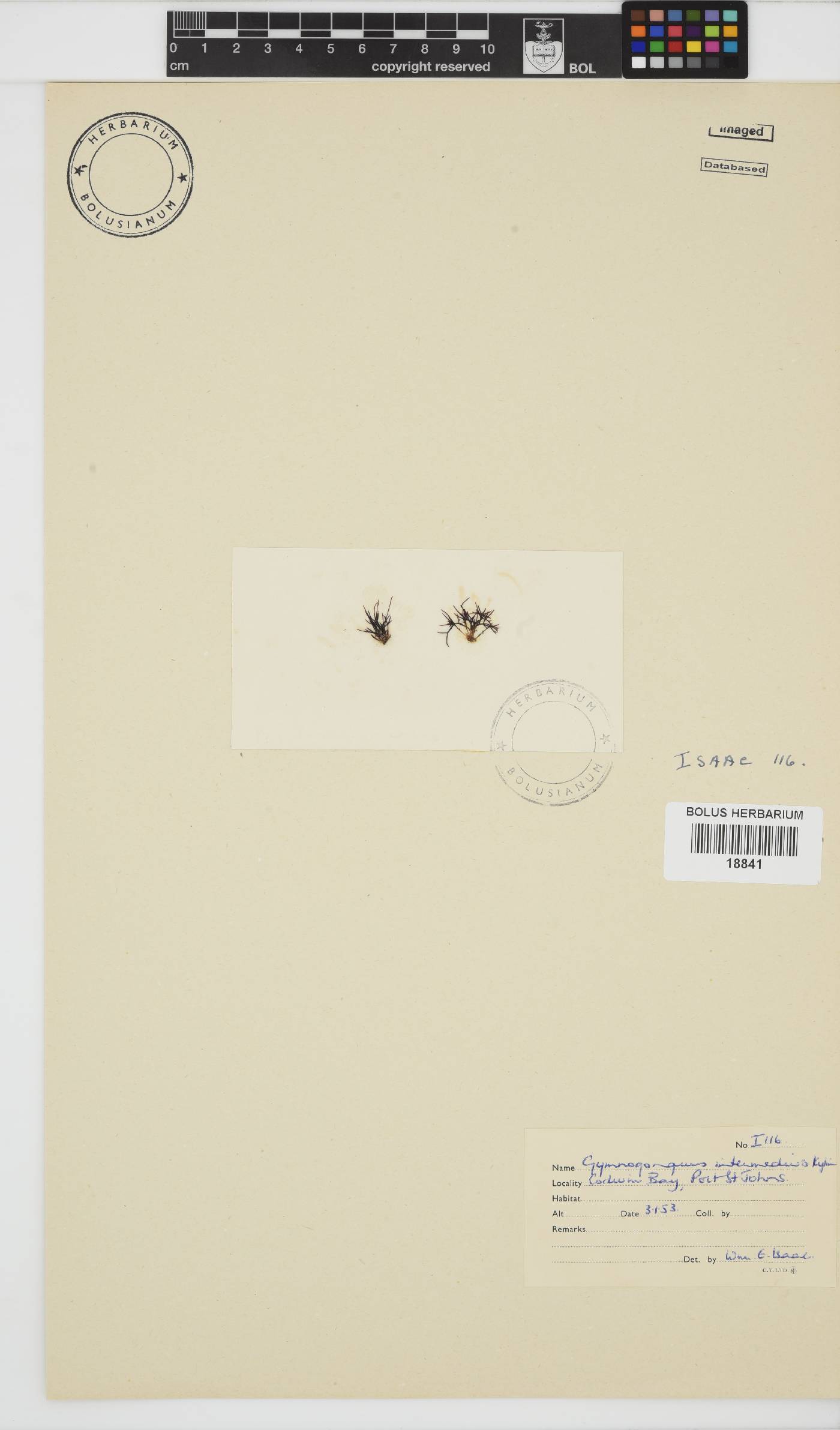 Ahnfeltiopsis intermedia image