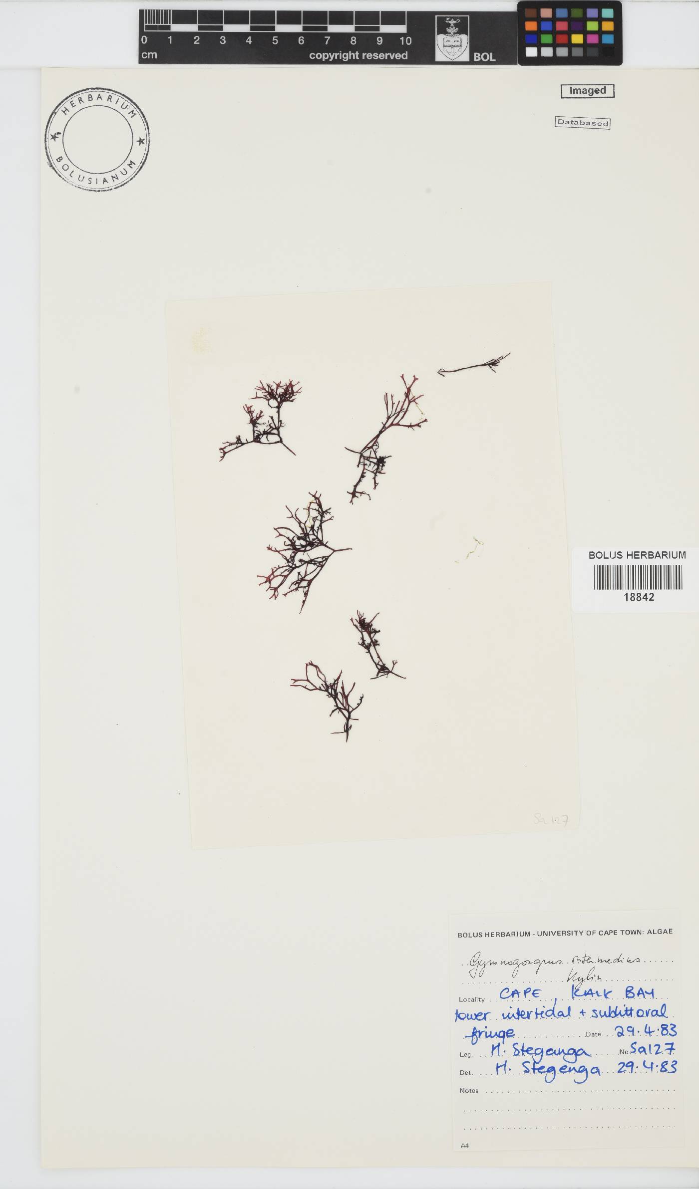 Ahnfeltiopsis intermedia image