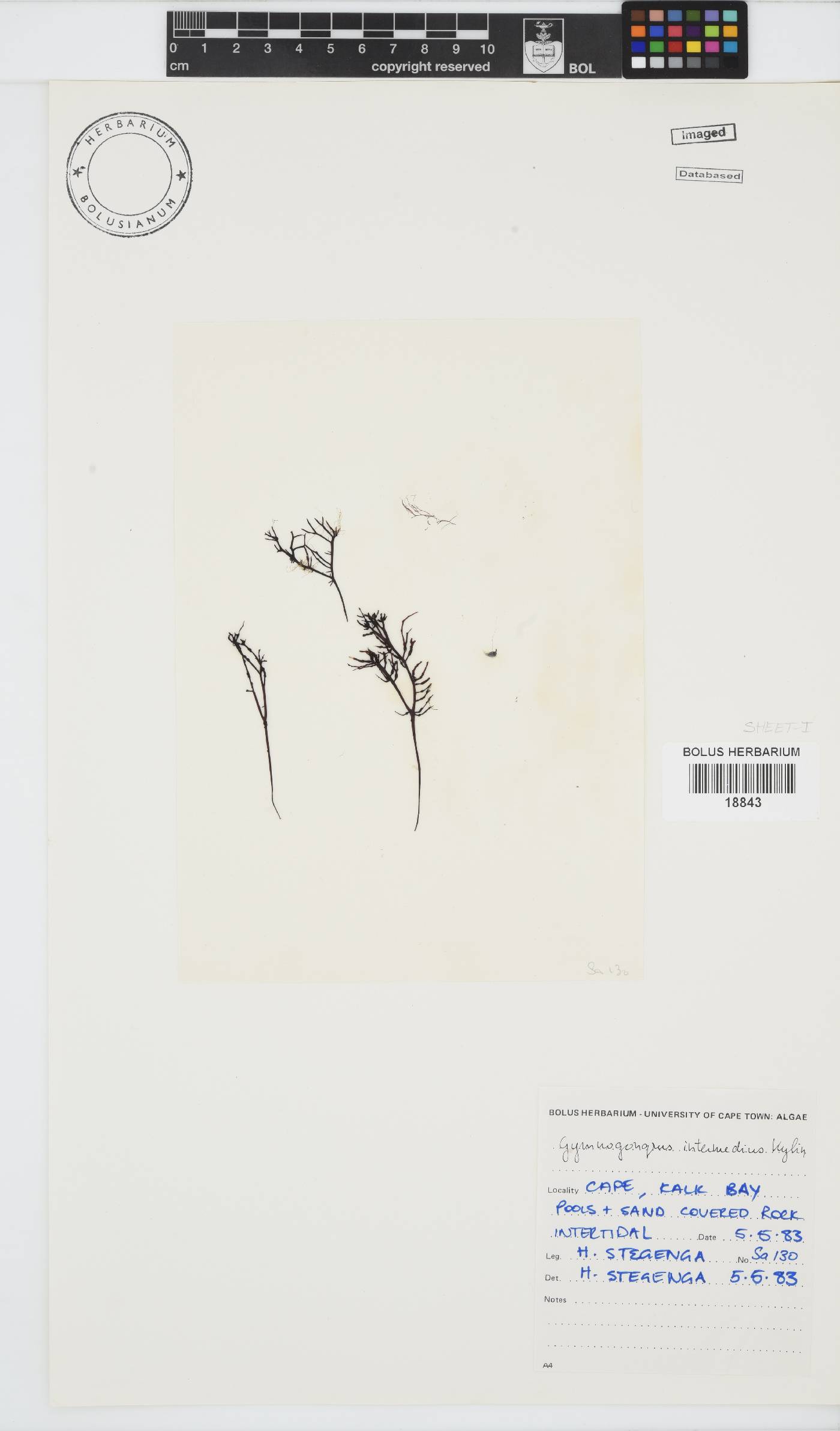 Ahnfeltiopsis intermedia image