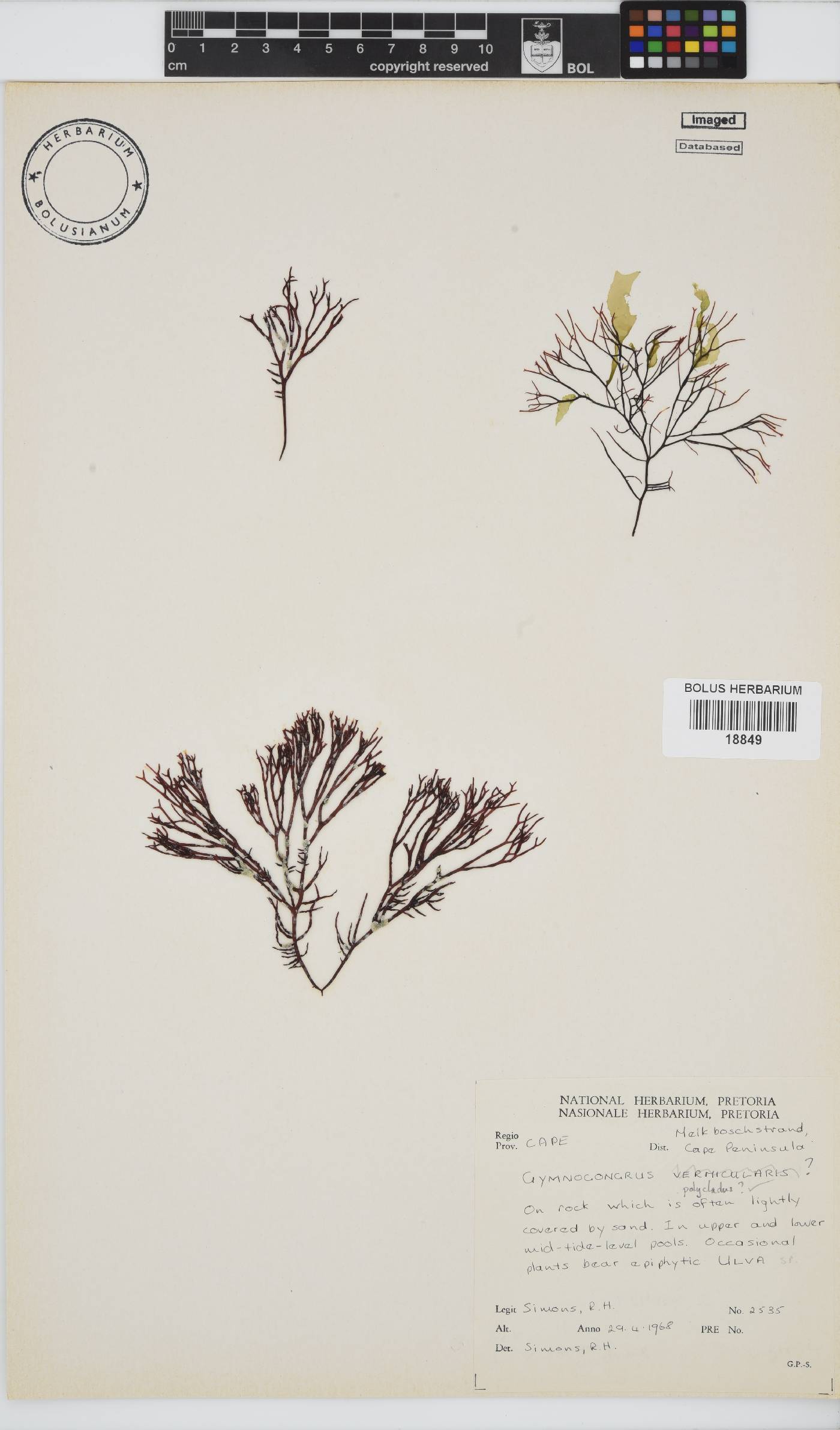 Ahnfeltiopsis polyclada image
