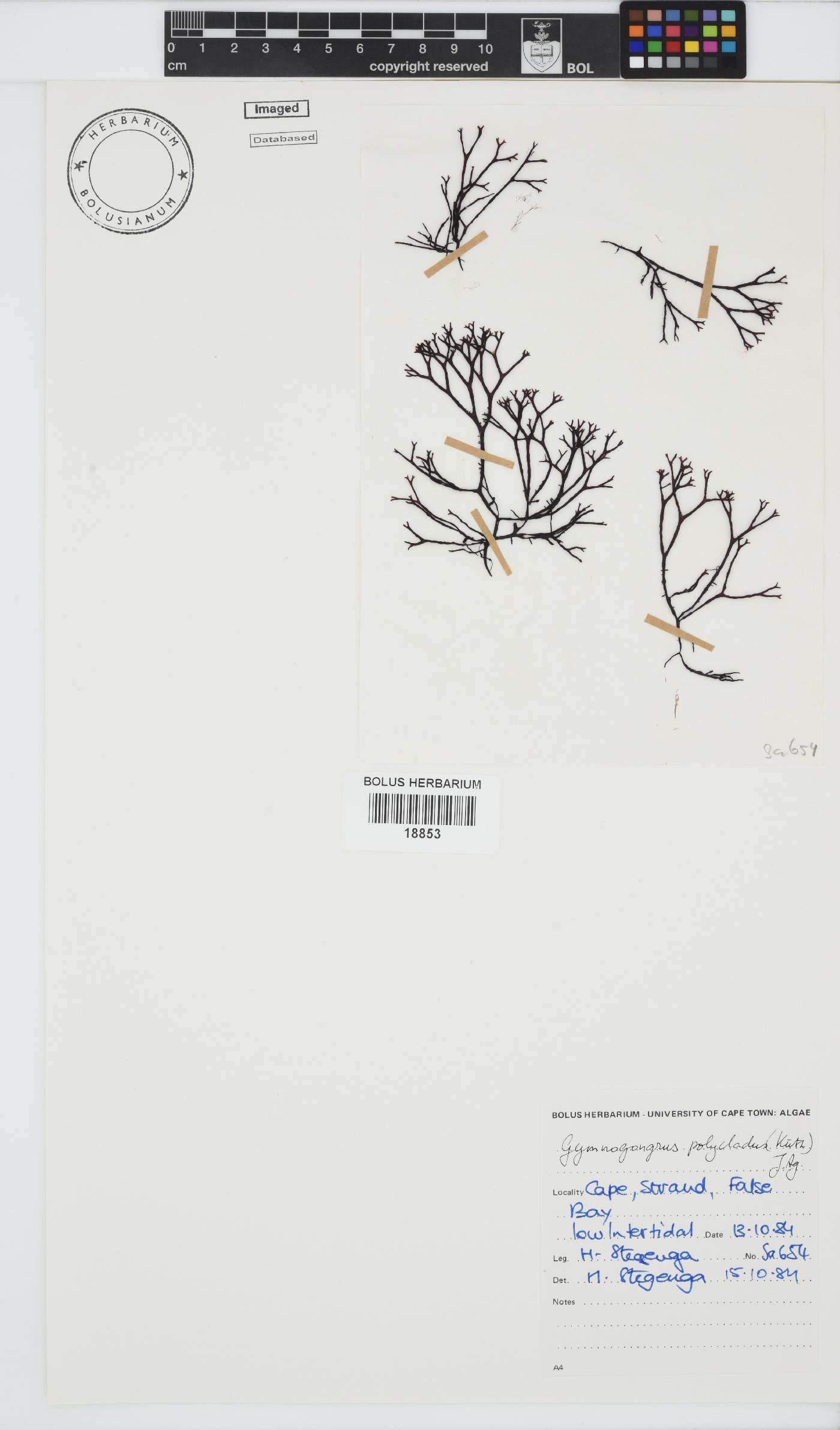 Ahnfeltiopsis polyclada image