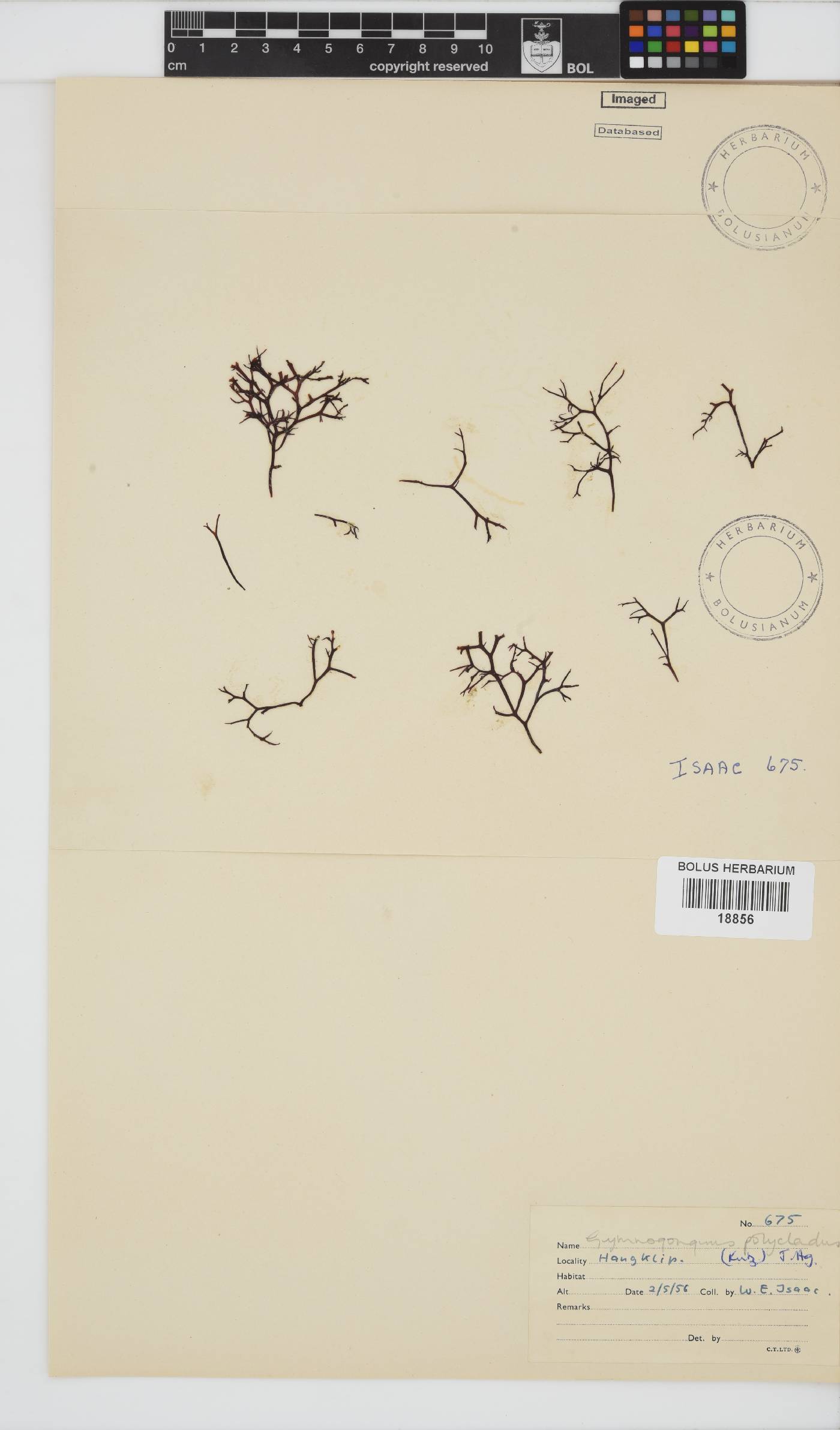 Phyllophoraceae image