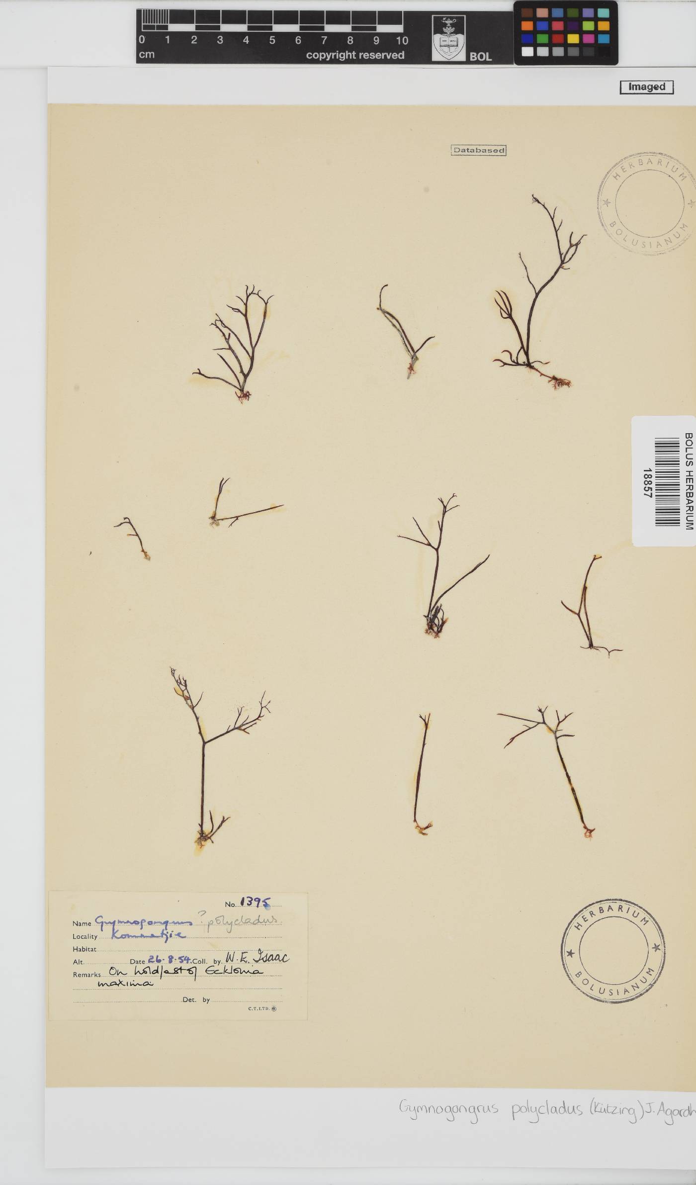 Ahnfeltiopsis polyclada image