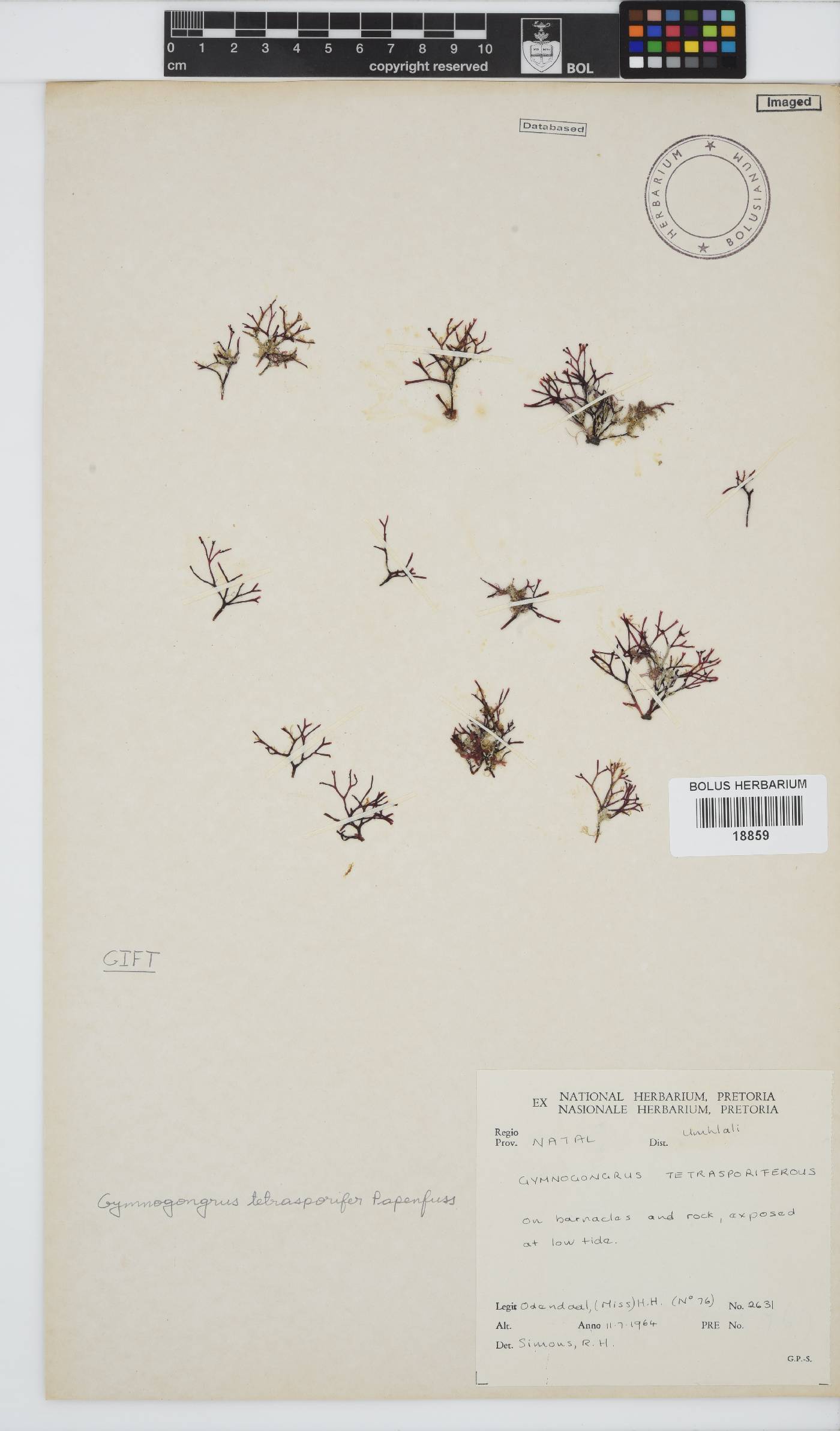 Phyllophoraceae image