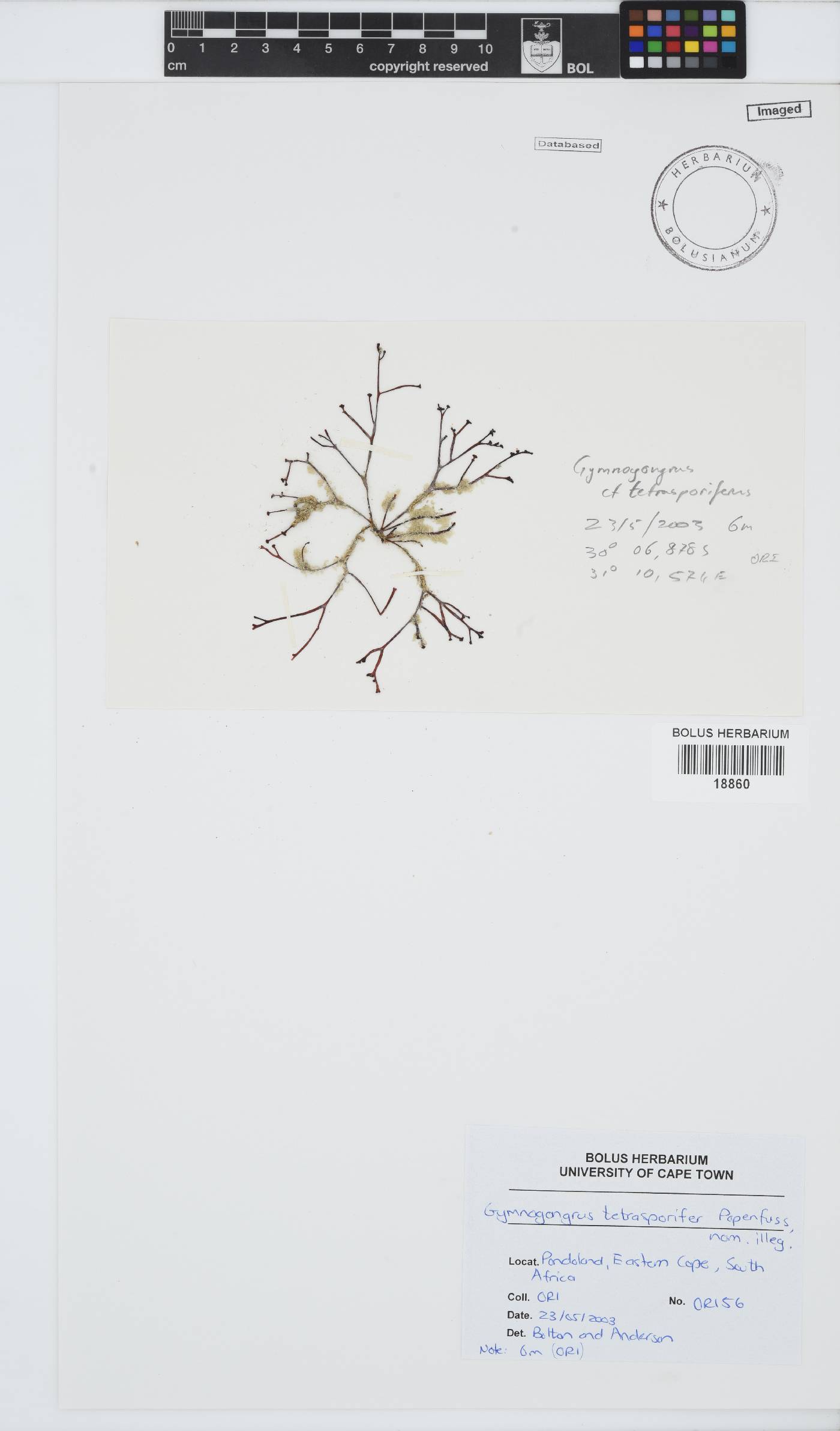 Gymnogongrus tetrasporifer image
