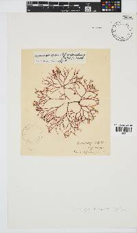 Gymnogongrus tetrasporifer image