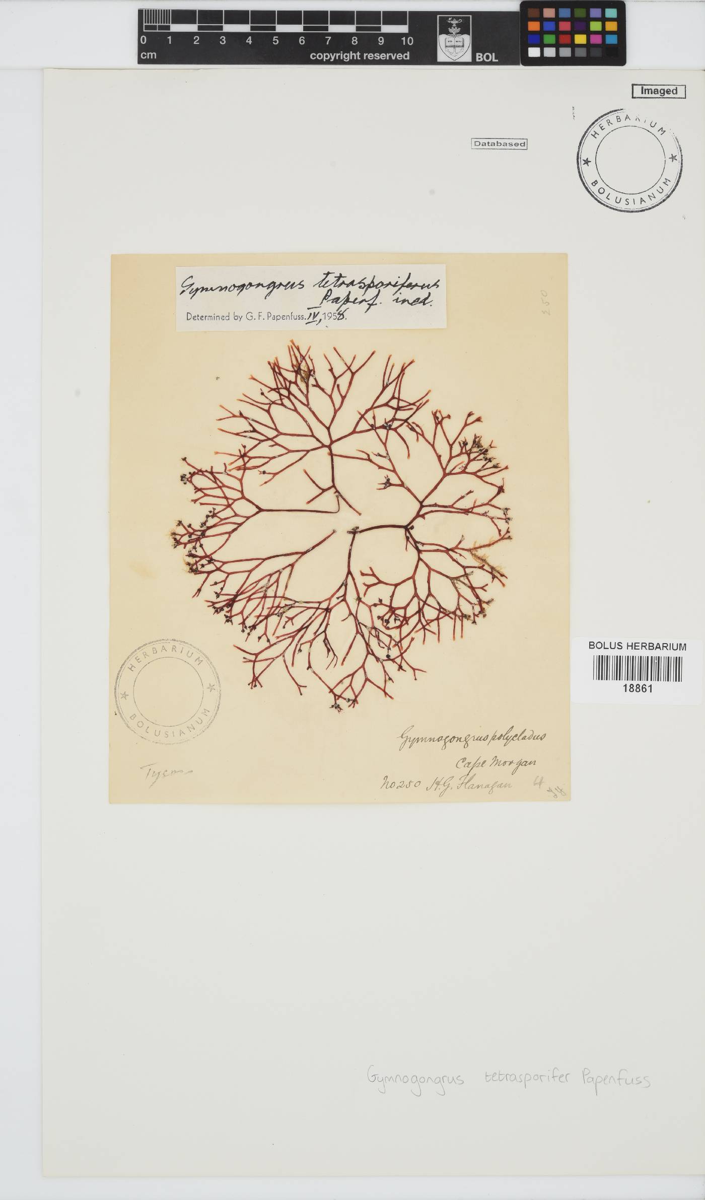 Gymnogongrus tetrasporifer image