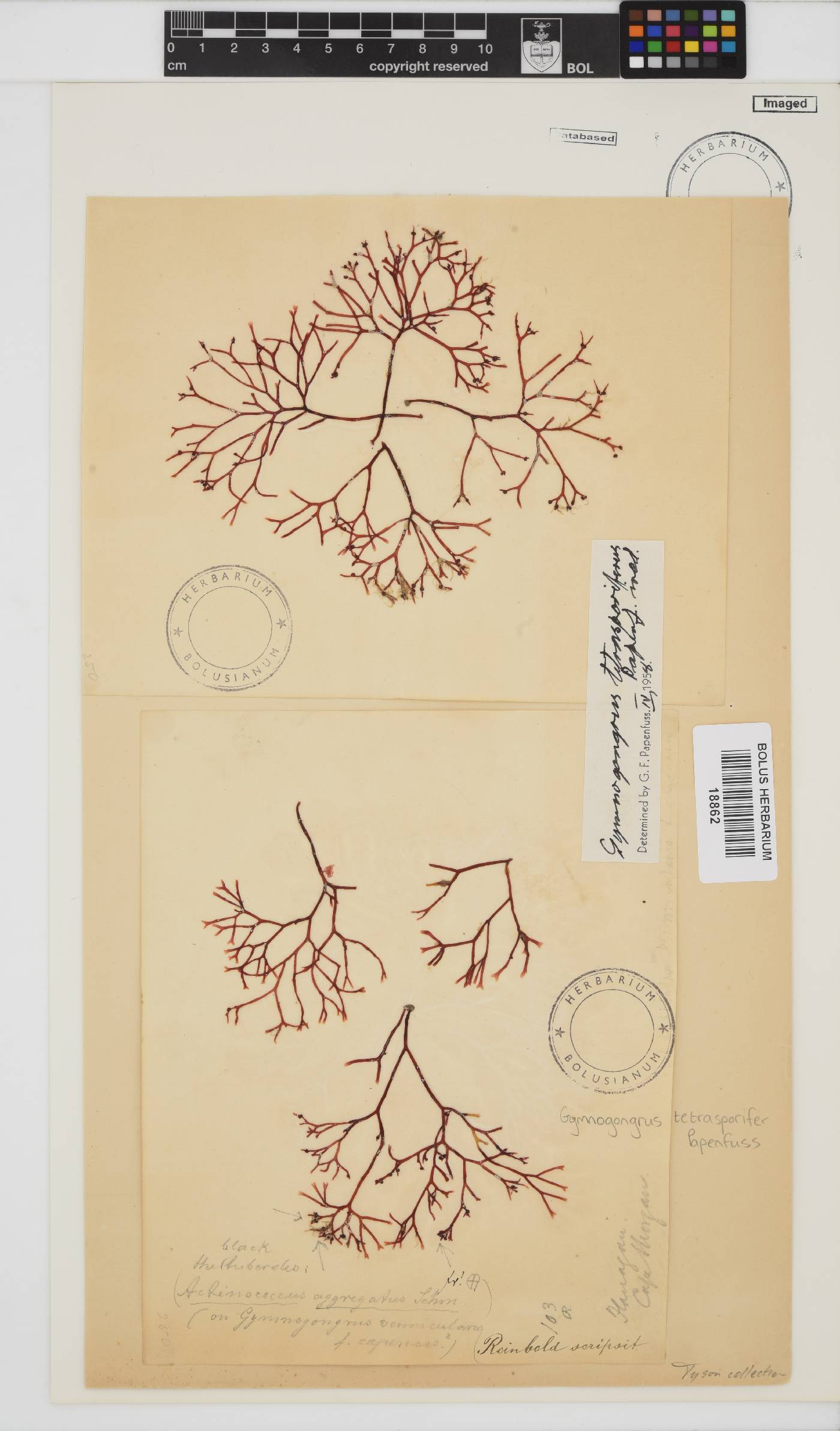 Gymnogongrus tetrasporifer image