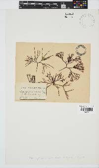 Image of Ahnfeltiopsis vermicularis