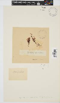 Ahnfeltiopsis vermicularis image