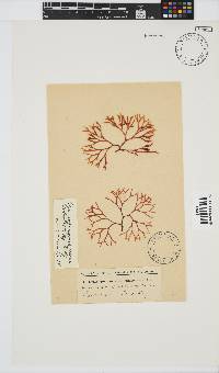 Ahnfeltiopsis vermicularis image