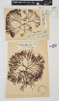 Ahnfeltiopsis vermicularis image