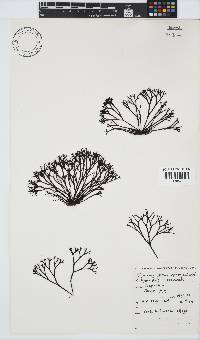 Ahnfeltiopsis vermicularis image
