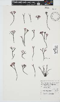 Ahnfeltiopsis vermicularis image