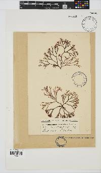 Ahnfeltiopsis vermicularis image