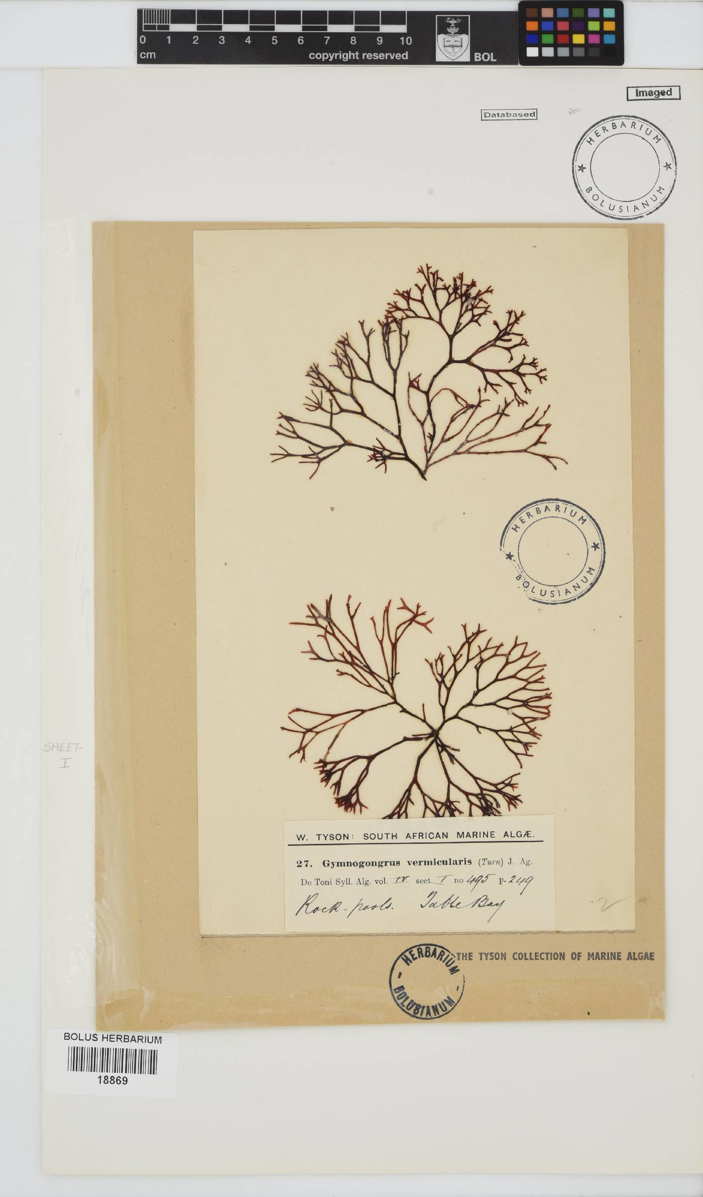 Ahnfeltiopsis vermicularis image