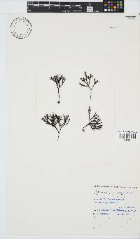 Ahnfeltiopsis vermicularis image