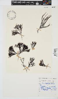 Ahnfeltiopsis vermicularis image