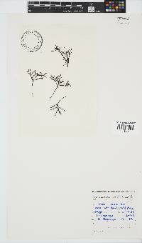 Ahnfeltiopsis vermicularis image