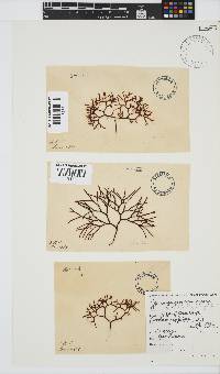Ahnfeltiopsis vermicularis image