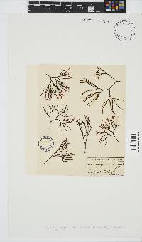 Ahnfeltiopsis vermicularis image