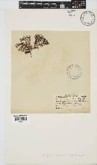 Ahnfeltiopsis vermicularis image