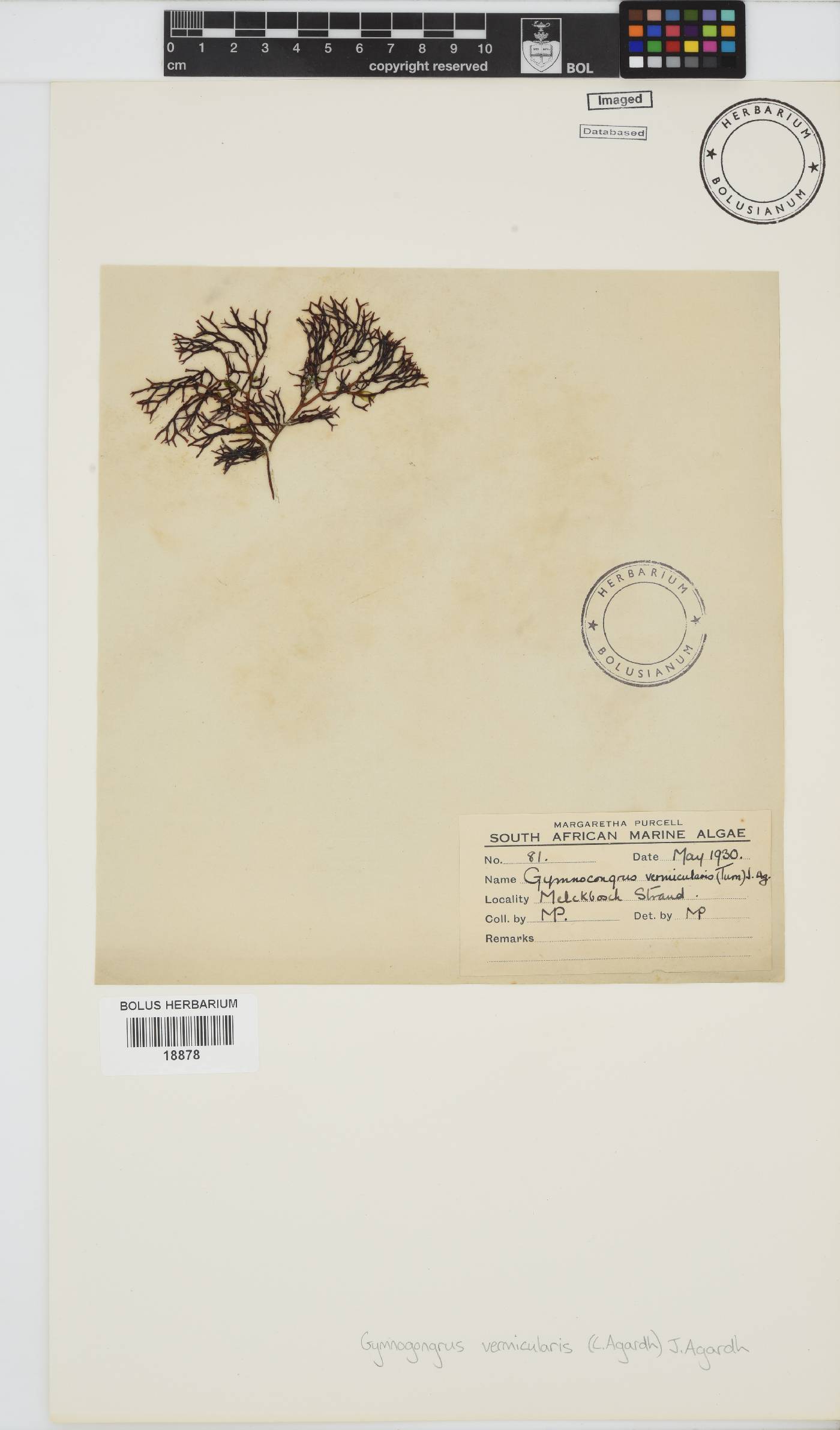 Ahnfeltiopsis vermicularis image