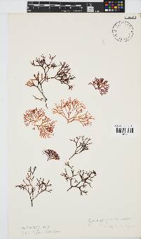 Ahnfeltiopsis vermicularis image