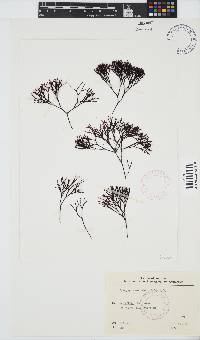 Ahnfeltiopsis vermicularis image
