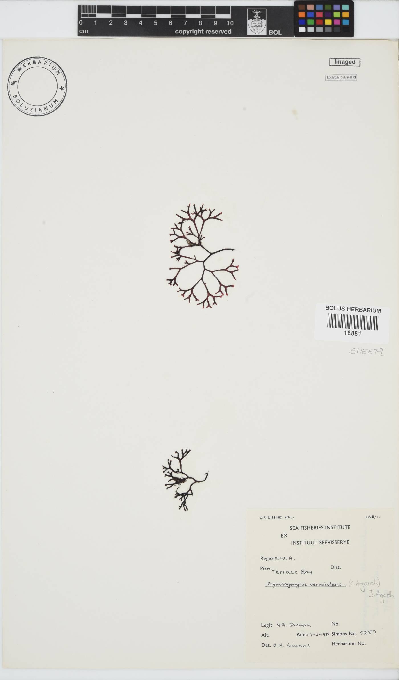 Ahnfeltiopsis vermicularis image