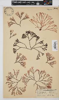 Ahnfeltiopsis vermicularis image
