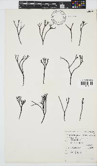 Ahnfeltiopsis vermicularis image