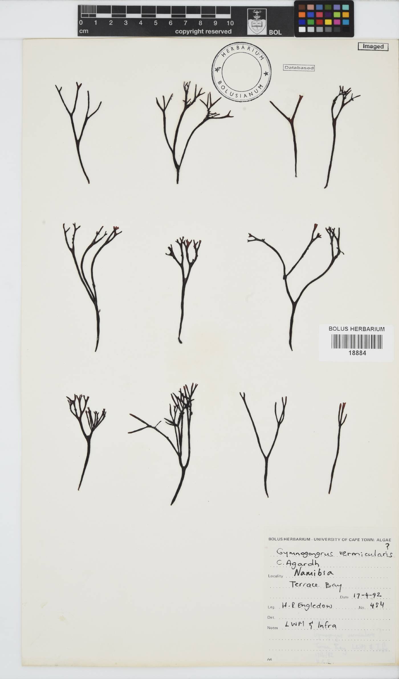 Ahnfeltiopsis vermicularis image