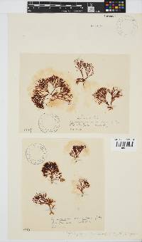 Ahnfeltiopsis vermicularis image