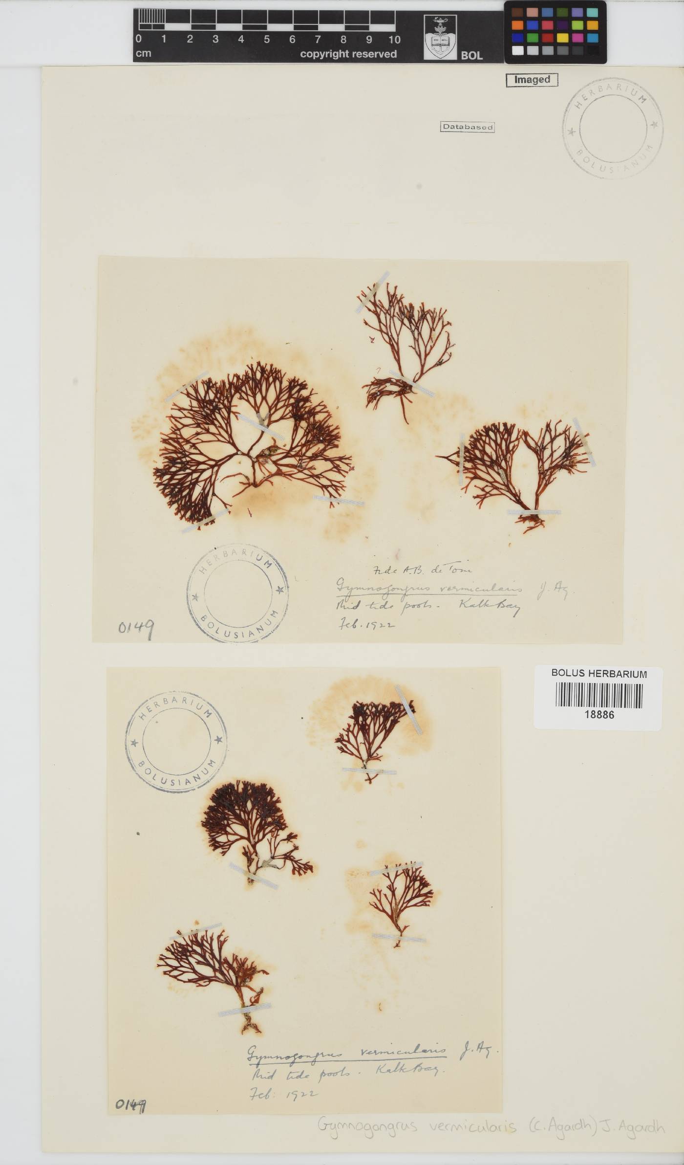 Ahnfeltiopsis vermicularis image