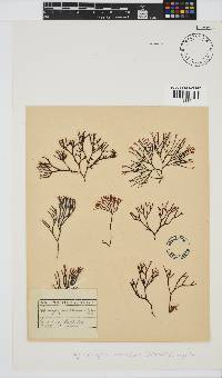 Ahnfeltiopsis vermicularis image