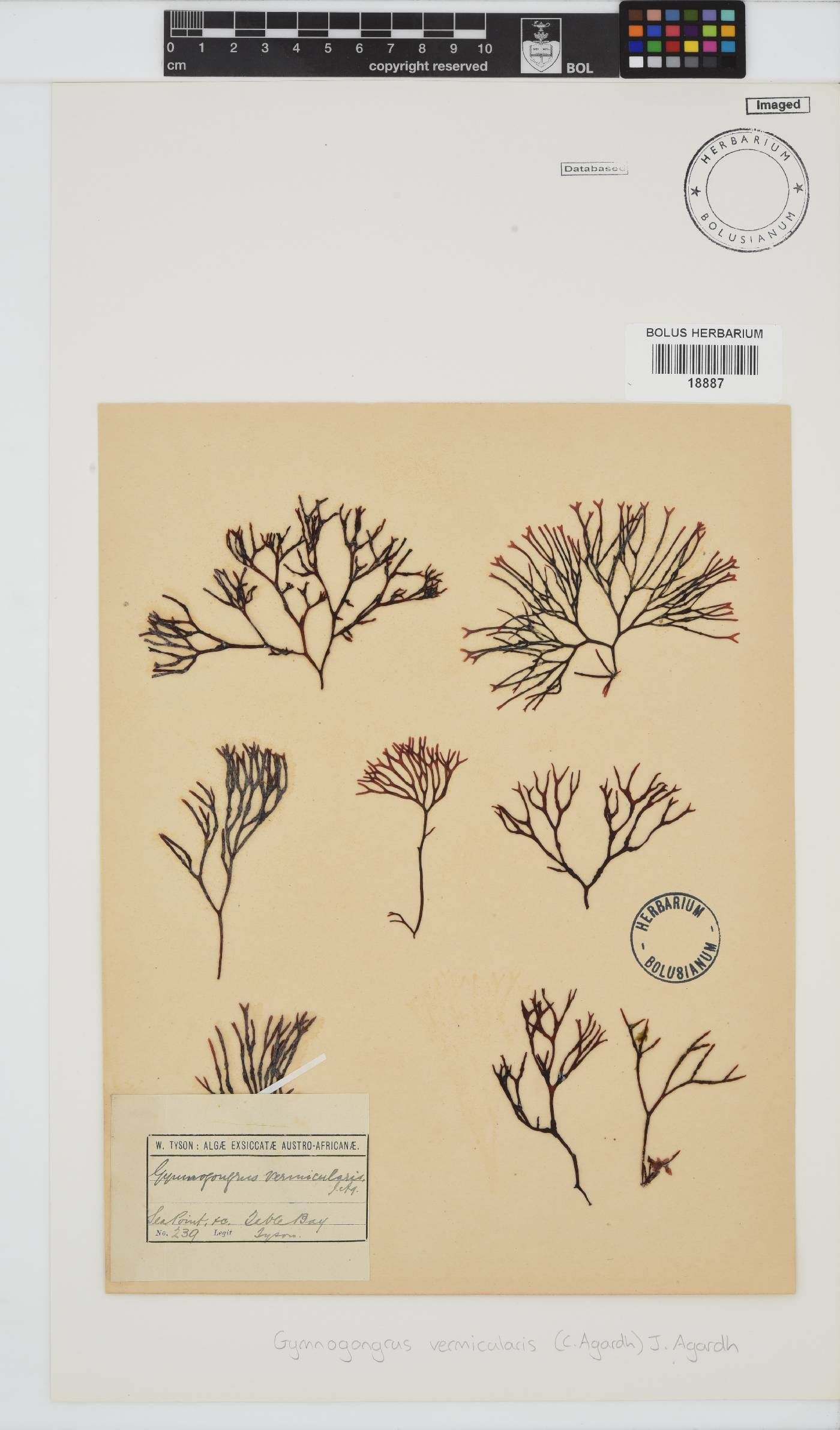 Ahnfeltiopsis image