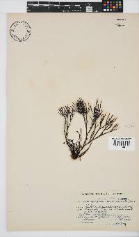 Ahnfeltiopsis vermicularis image