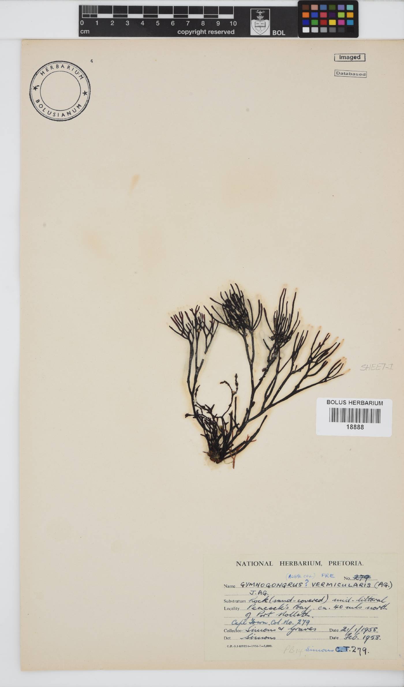 Ahnfeltiopsis vermicularis image