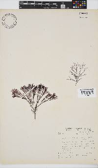 Ahnfeltiopsis vermicularis image