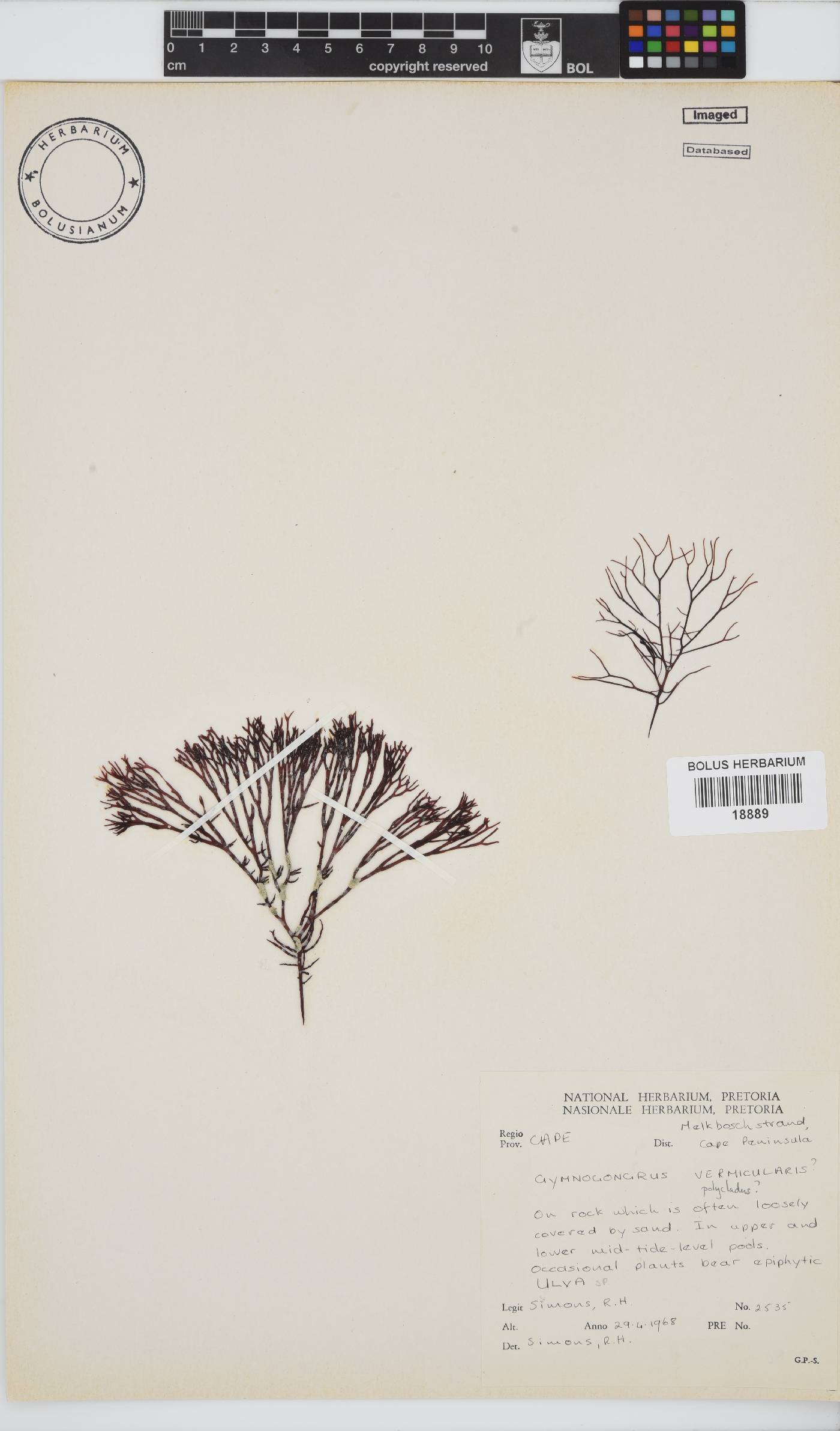 Ahnfeltiopsis vermicularis image